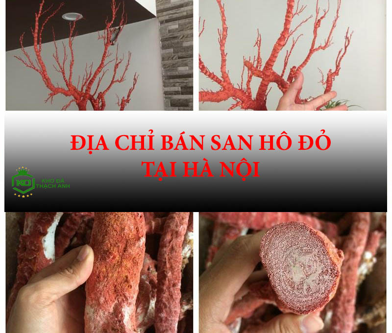 Địa chỉ bán San Hô Đỏ chất lượng giá rẻ tại Hà Nội